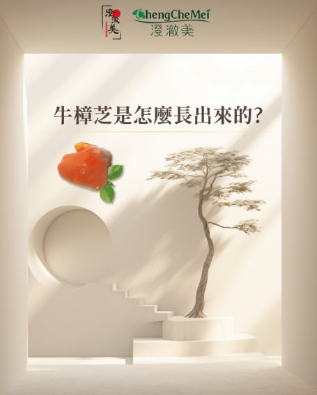 從一寸木肌開始的奇蹟到高品質牛樟芝王國：澄澈美用科學與匠心重塑健康理念