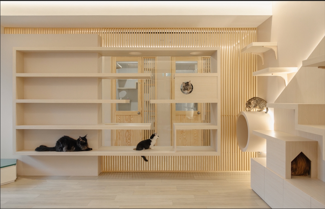 觀景窗看小鳥！雙北純貓旅館新選擇