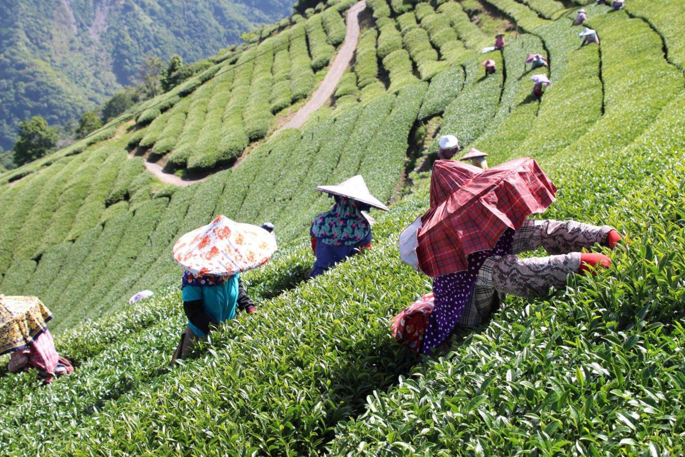 南投高山茶葉怎麼挑？茶農用「直售＋體驗」把茶園故事帶到你手上