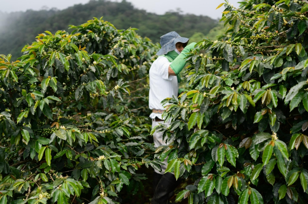 岢欣深耕咖啡產業多年 推出星鏈咖啡機