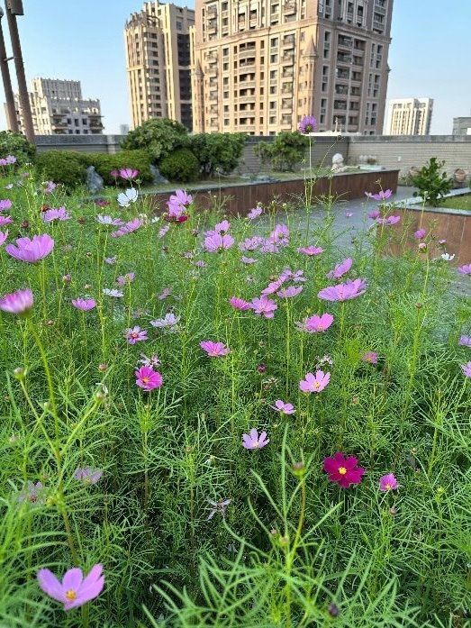 高雄市立體綠化補助計畫3/25開放申請！納入淨零設施打造更綠、更環保的家園！