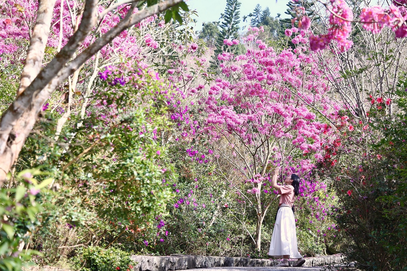 臺南梅嶺玩什麼？全攻略：賞花、美食、溫泉一次搞定！