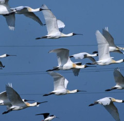 全臺黑琵數量創新高　臺南成最大棲地展現亮眼保育成果　公私協力共同努力守護生態