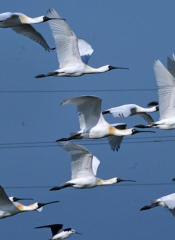 全臺黑琵數量創新高　臺南成最大棲地展現亮眼保育成果　公私協力共同努力守護生態