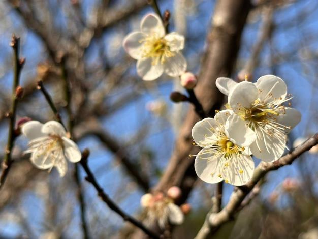 「梅」你不行的冬季必訪臺南楠西！漫步山林賞梅、甜蜜採果、溫暖泡湯享受慢活時光