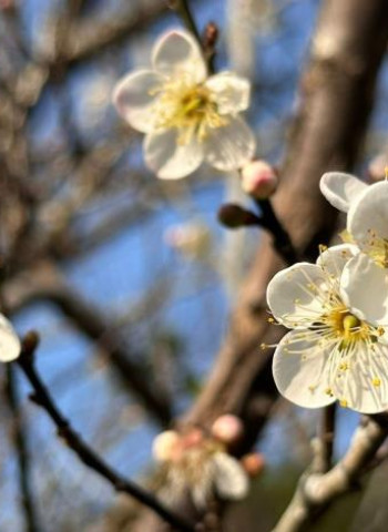 「梅」你不行的冬季必訪臺南楠西！漫步山林賞梅、甜蜜採果、溫暖泡湯享受慢活時光