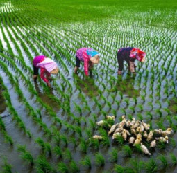 「米蘭之鄉•後壁之美攝影展」登陸臺南市永華市政中心 展現稻鄉農村生活風情