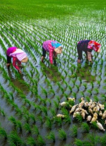 「米蘭之鄉•後壁之美攝影展」登陸臺南市永華市政中心 展現稻鄉農村生活風情